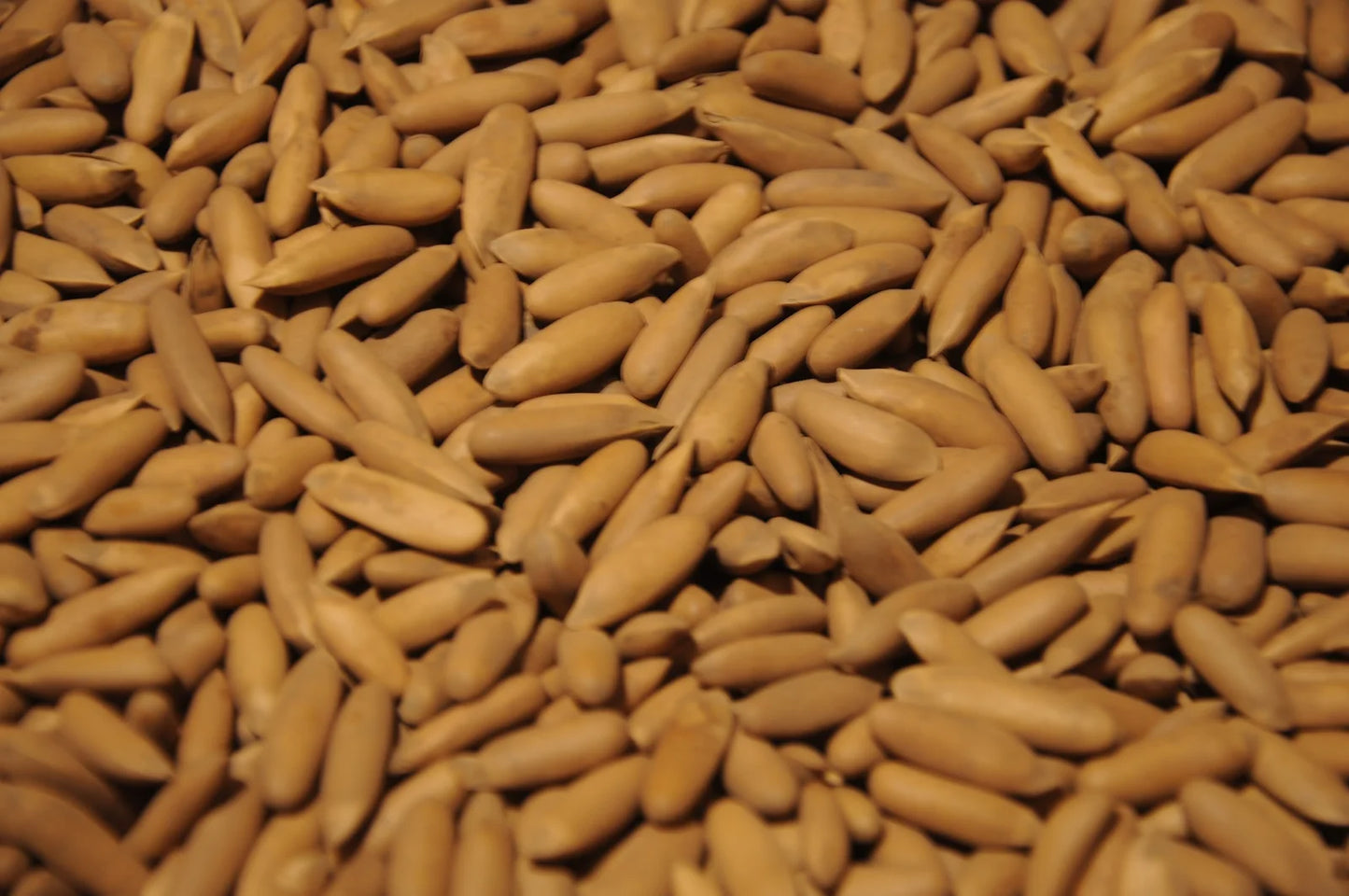 Pine Nuts With Shell
