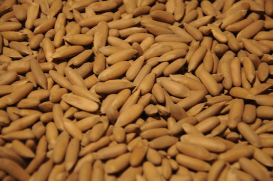 Pine Nuts With Shell